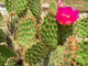 Opuntia phaeacantha 'Magenta' (RARE Hybrid!!) Prickly Pear Cactus | WINTER-HARDY