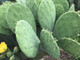 Spineless Prickly Pear Cactus "Cacanapa Ellisiana" (1 PAD) - WINTER HARDY CACTUS