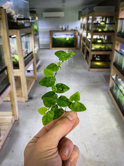 Ficus Pumila