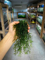 Guppy Grass | Najas Guadalupensis | Live Freshwater Aquarium Plant