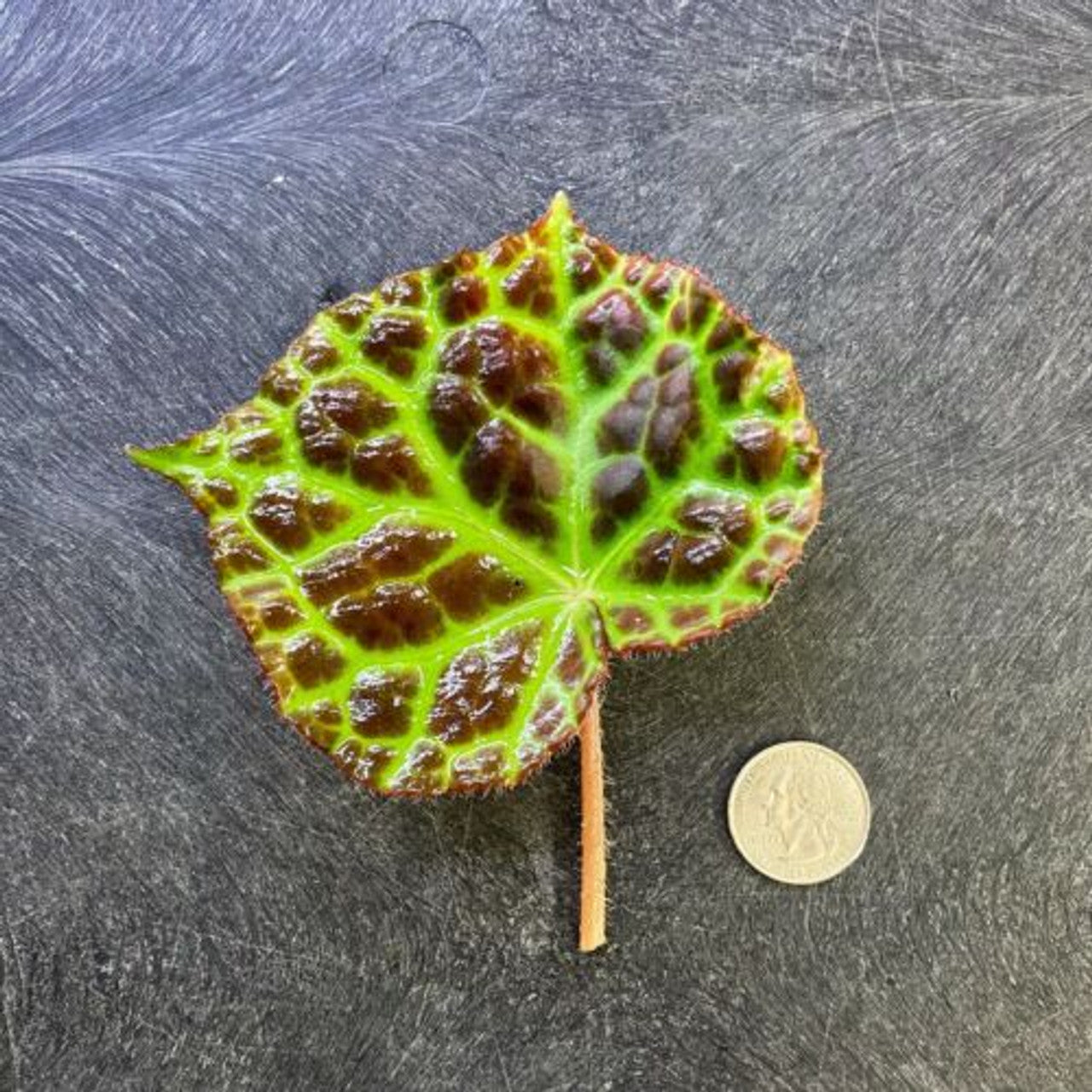 Begonia rajah (Leaf Cutting) - Vivarium Plant, Terrarium Plant, Dart Frog Safe