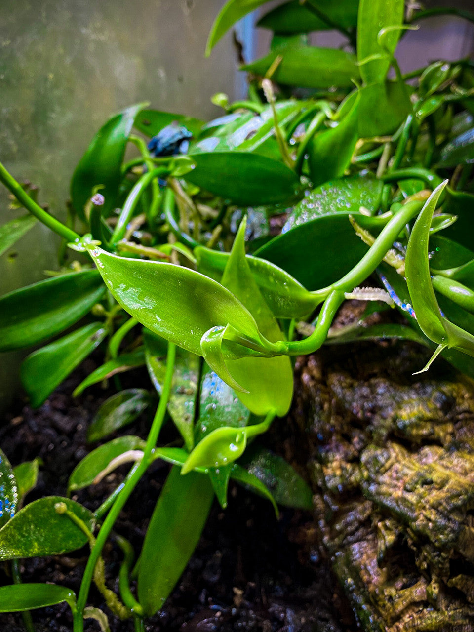 Vanilla Planifolia