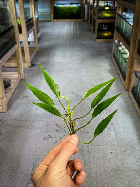 喜林芋“迷你侏儒”（稀有）|箭毒蛙饲养室/玻璃容器植物