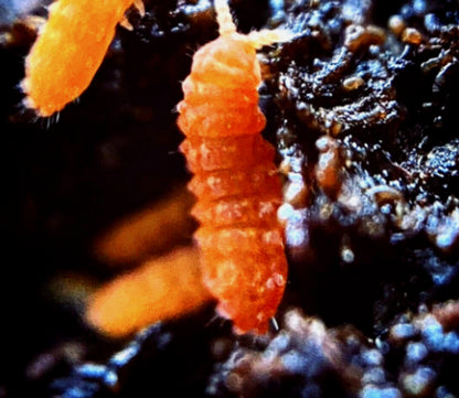 10+ Orange Springtails (Protanura sp.) - Rare Live BioActive Insect Culture