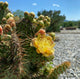 Opuntia hybrid "Chrome Yellow" (x1 Cutting) / Winter Hardy / Prickly Pear Cactus