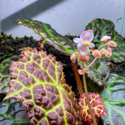 Begonia rajah (Leaf Cutting) - Vivarium Plant, Terrarium Plant, Dart Frog Safe