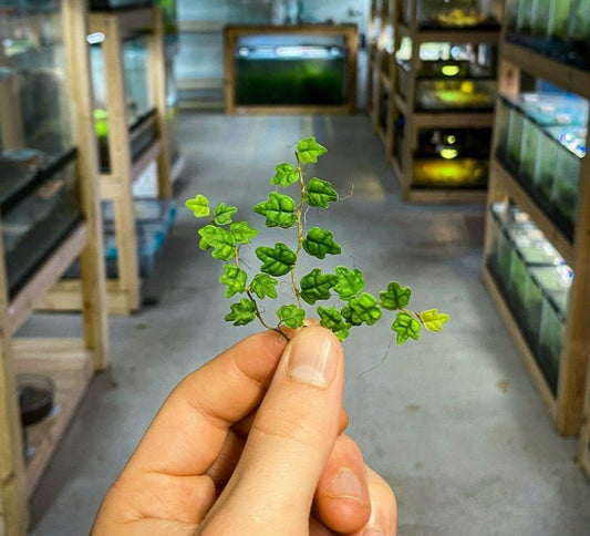 青蛙串 / Ficus pumila ‘Quercifolia’（茎切）活体玻璃容器植物