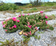 Opuntia ‘Mon Cherry’ Prickly Pear Cactus (CUTTING) / WINTER HARDY