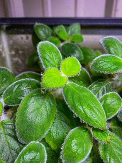 Nautilocalyx adenosiphon - Plant Terrarium Dart Frog VIVARIUM - Stem Cutting 22