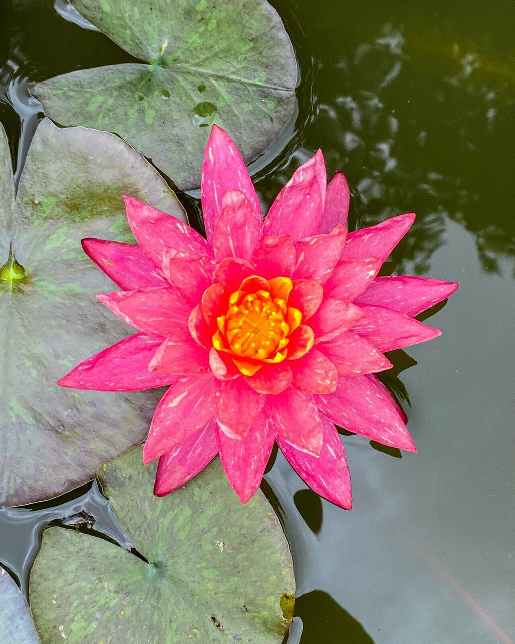 Nymphaea 'Wanvisa' Pink Water Lily (Winter-Hardy) - Sprouted Tuber/Rhizome