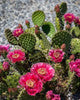 Opuntia hybrid "Watermelon" (x1 Cutting) / Winter Hardy / Prickly Pear Cactus