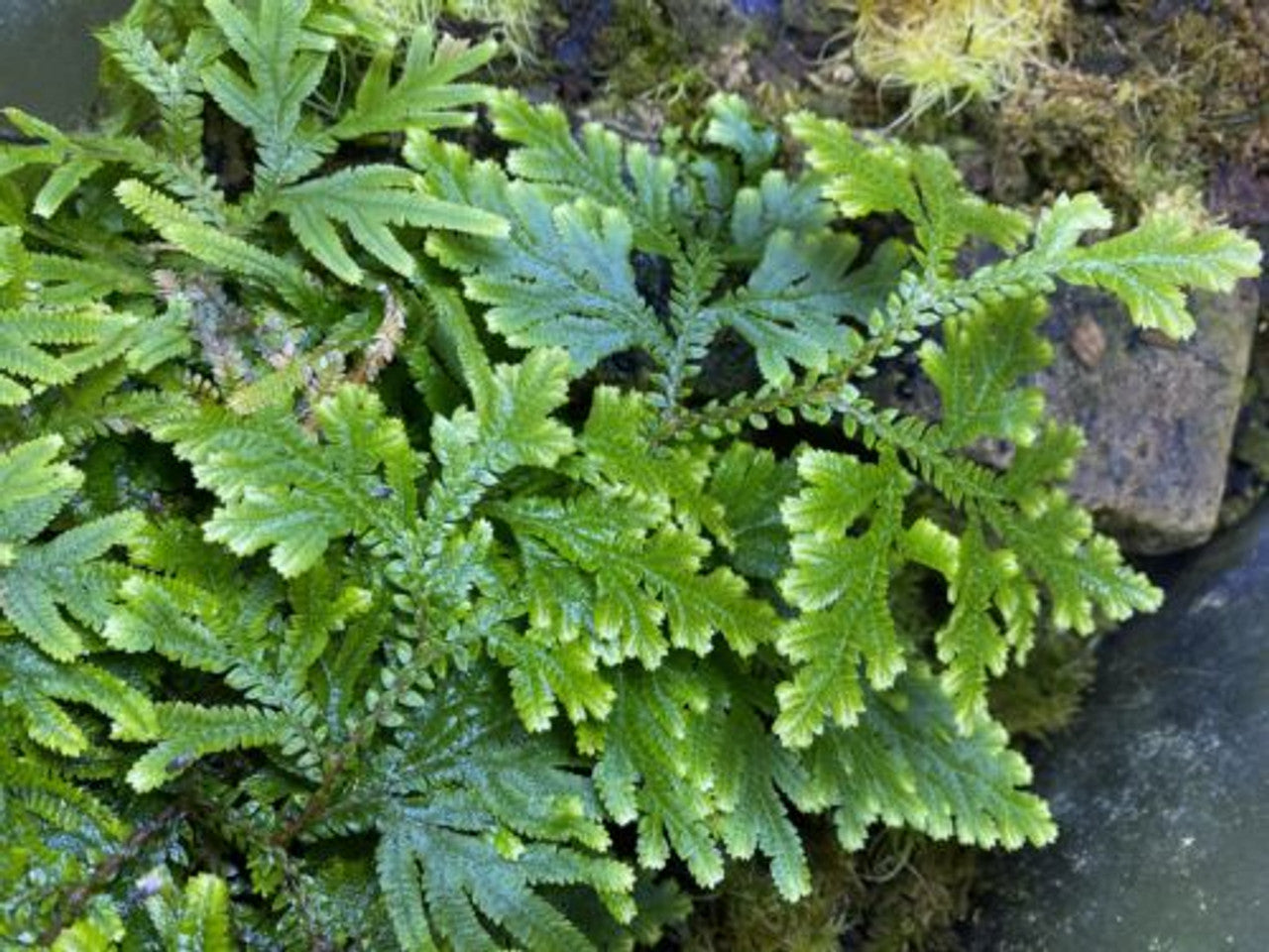 Selaginella plana - Dart Frog VIVARIUM / Terrarium Plant - Stem Cutting