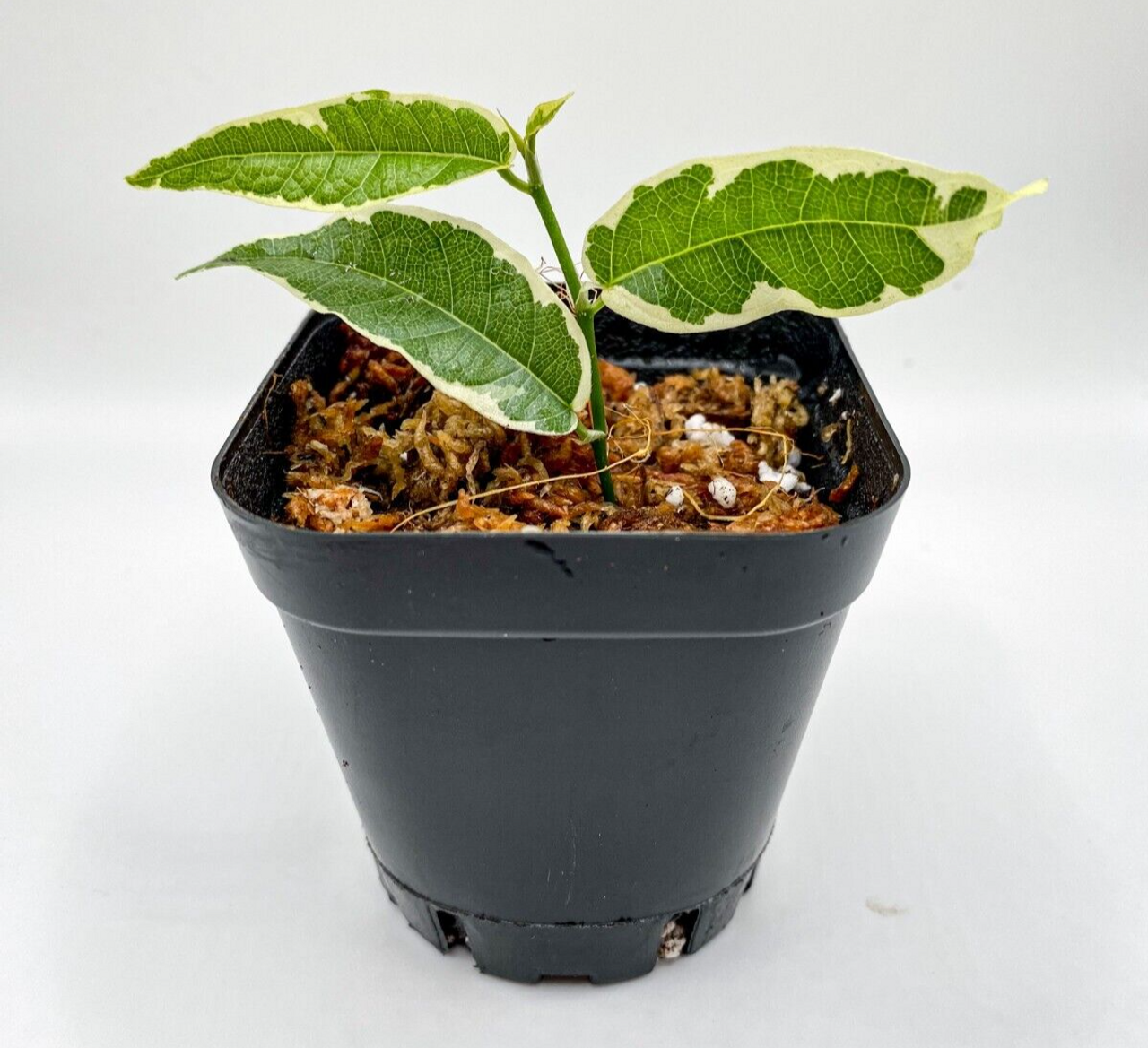 Ficus radicans 'Variegata' (2.5") /Creeping Fig / Terrarium Plant / Houseplant