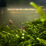 Java Moss