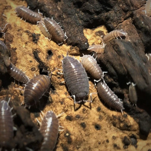 Porcellionides Pruinosus Powdery Blue Isopods | Premium Bioactive Clean-Up Crew | MiceDirect