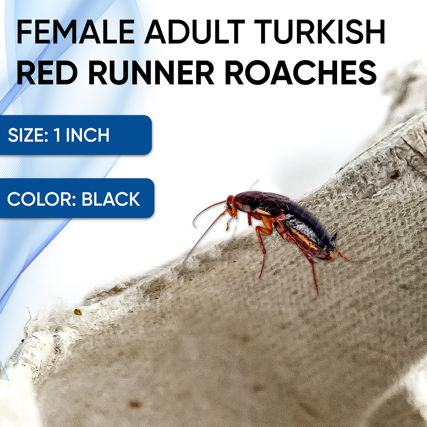 Premium Extra Large Female Red Runner 1 Inch Turkish Roaches