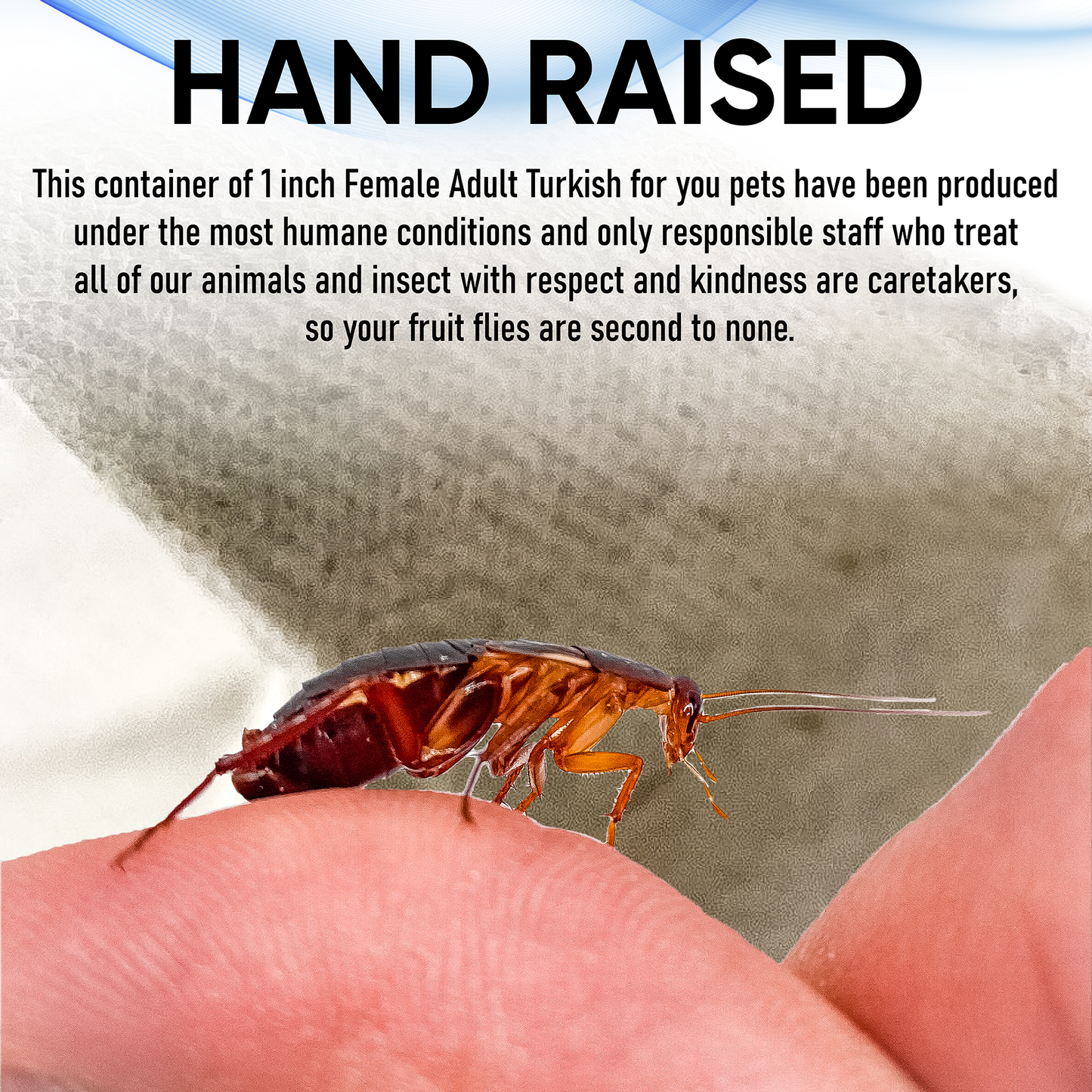 Premium Extra Large Female Red Runner 1 Inch Turkish Roaches