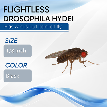 Drosophila Hydei no voladora