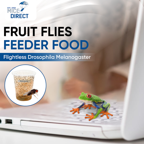 Flightless Drosophila melanogaster Fruit Flies Reptile Food 1/16-inch