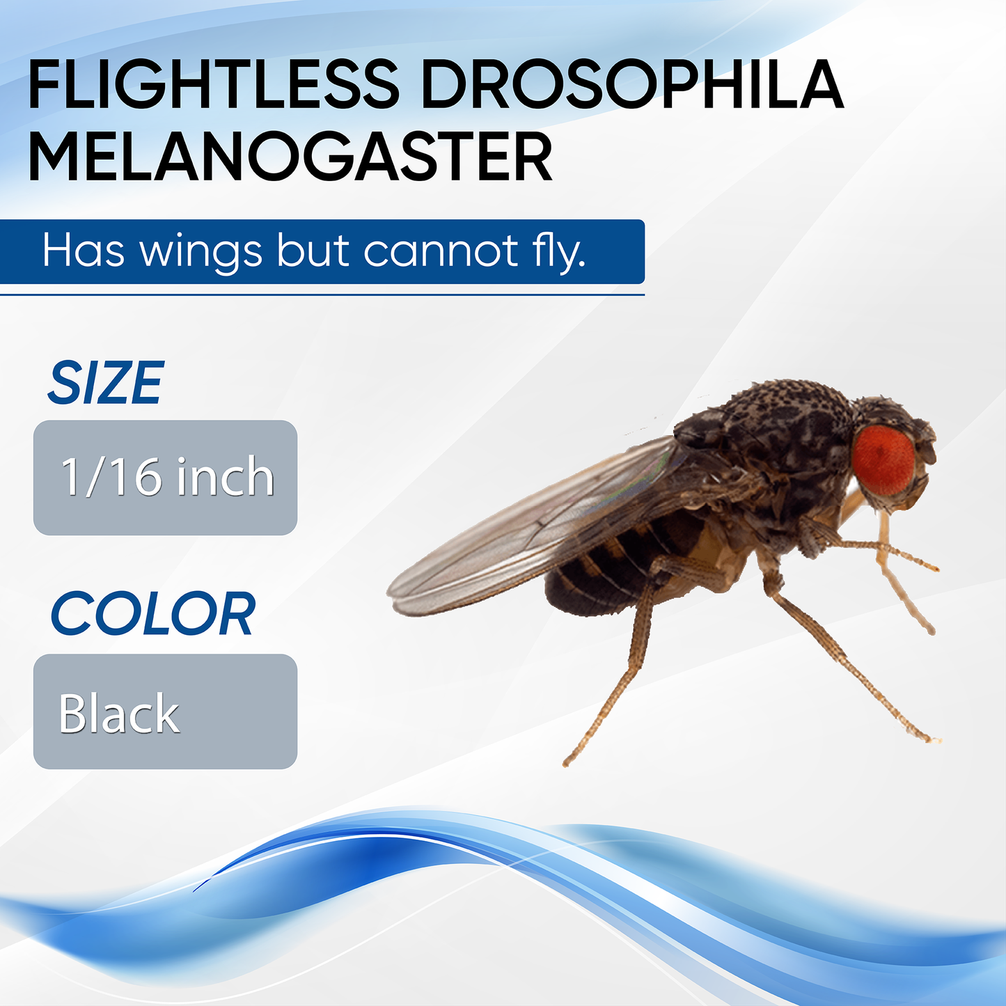 Drosophila dorada Hydei