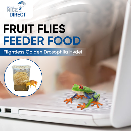 Flightless Drosophila Hydei Golden Fruit Flies Reptile Food 1/8 inch