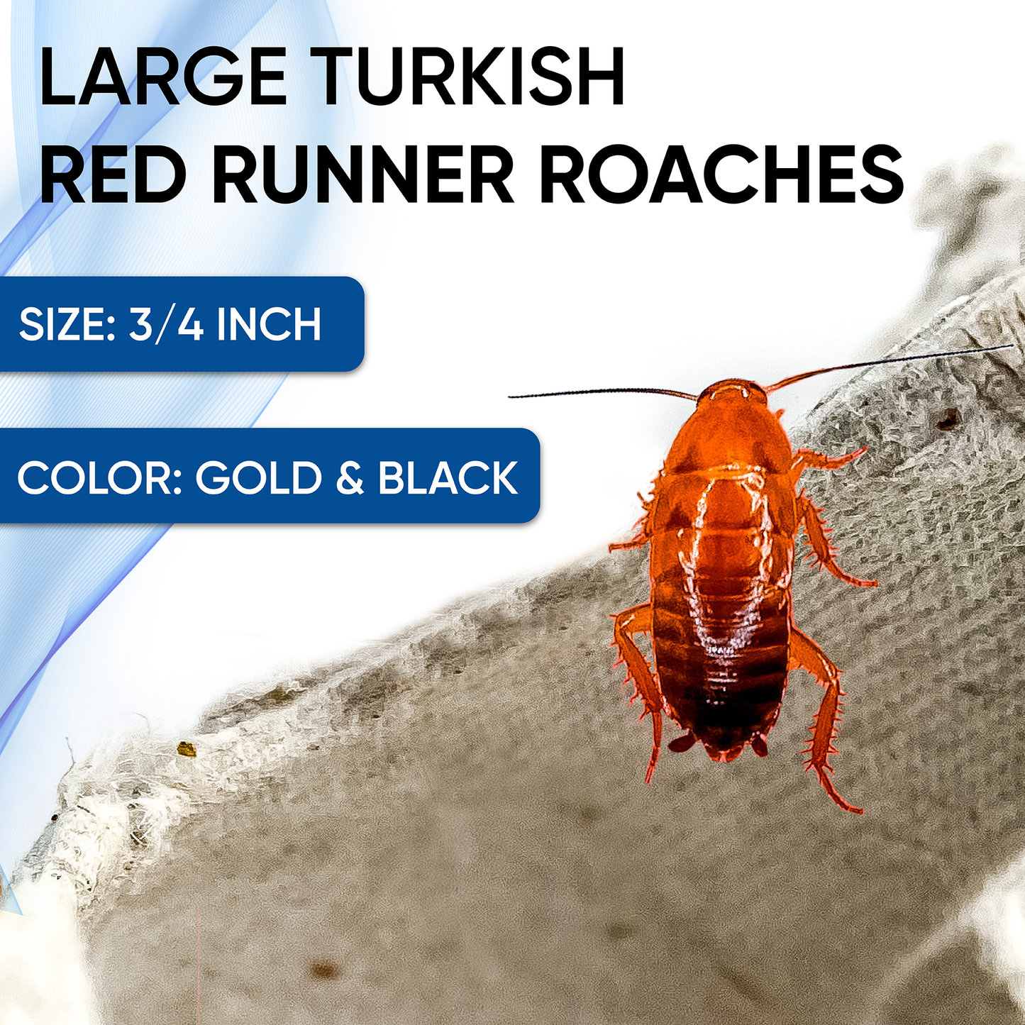 Premium Large Red Runner 3/4 Inch Turkish Roaches