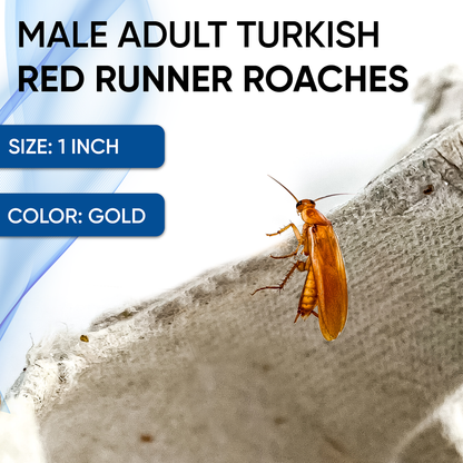 Premium Extra Large Male Red Runner 1 Inch Turkish Roaches