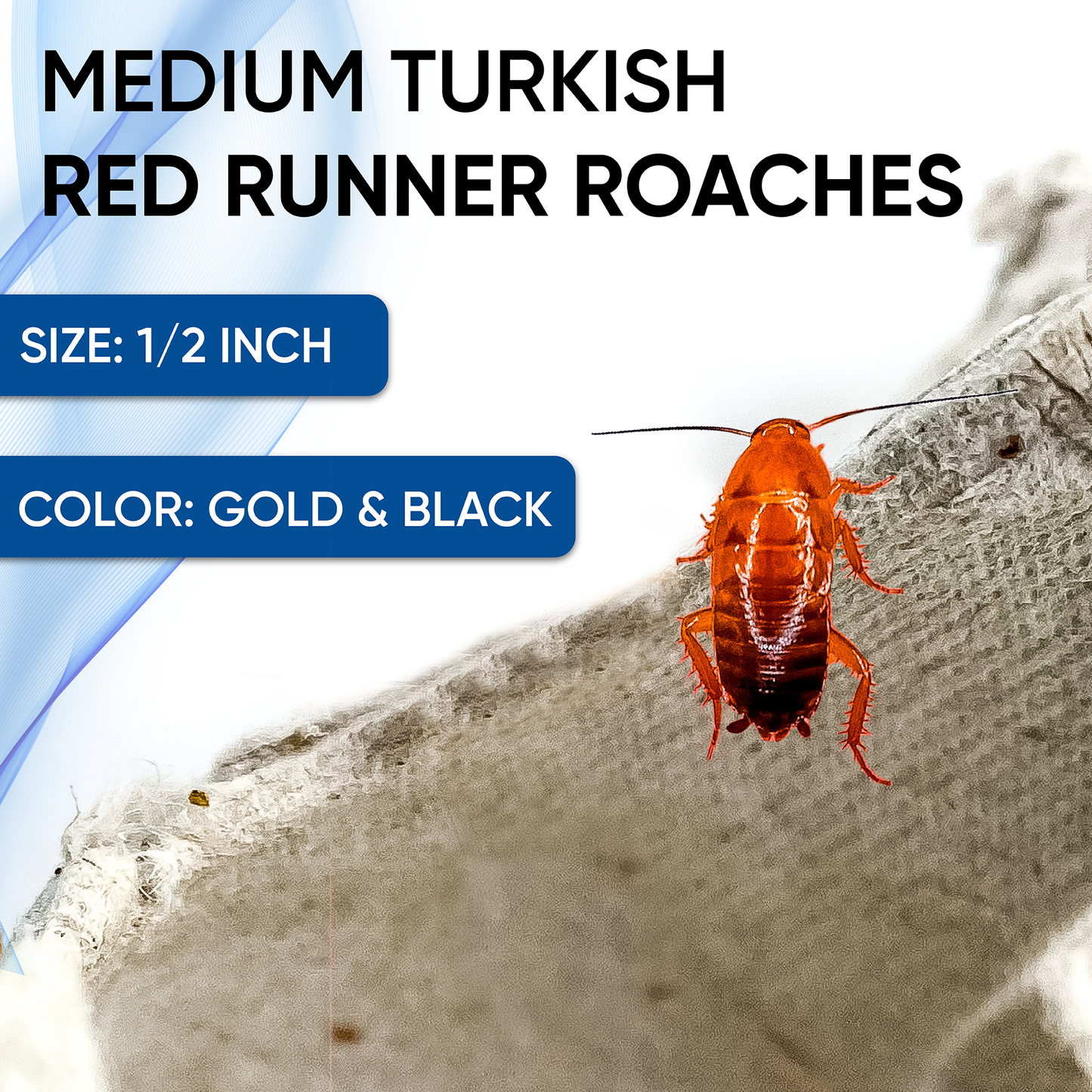 Medium Red Runner 1/2 Inch Turkish Roaches