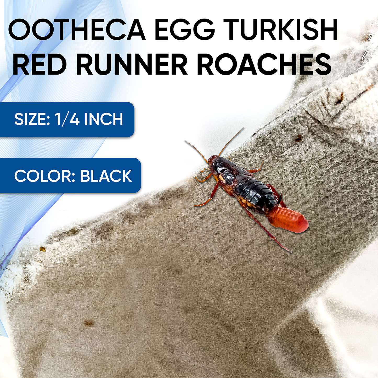 oothica Red Runner Roach Eggs