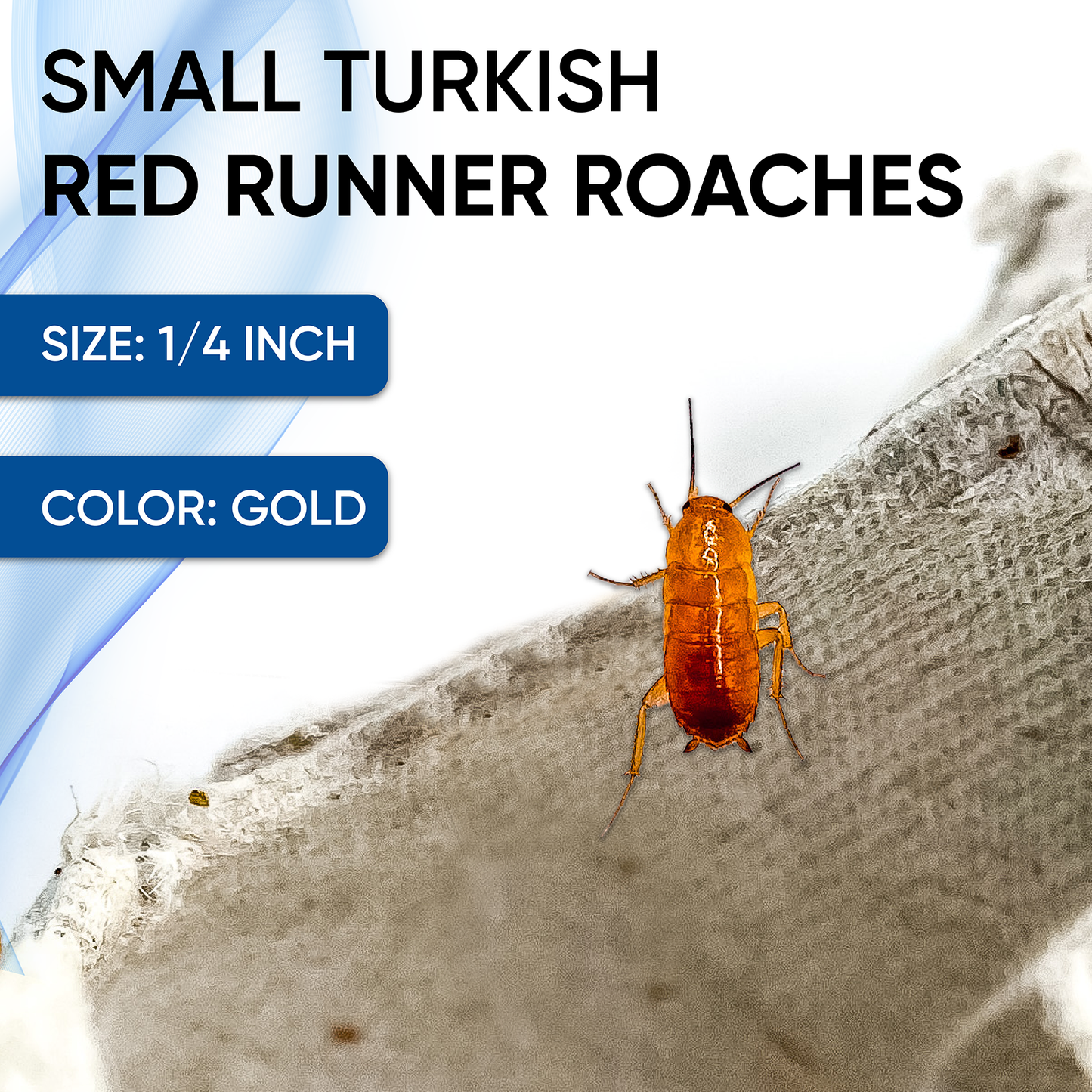 Small 1/4 Inch Red Runner Turkish Roaches