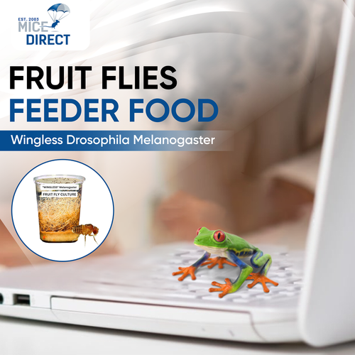 Wingless Drosophila Melanogaster Fruit Flies Reptile Food 1/16 inch