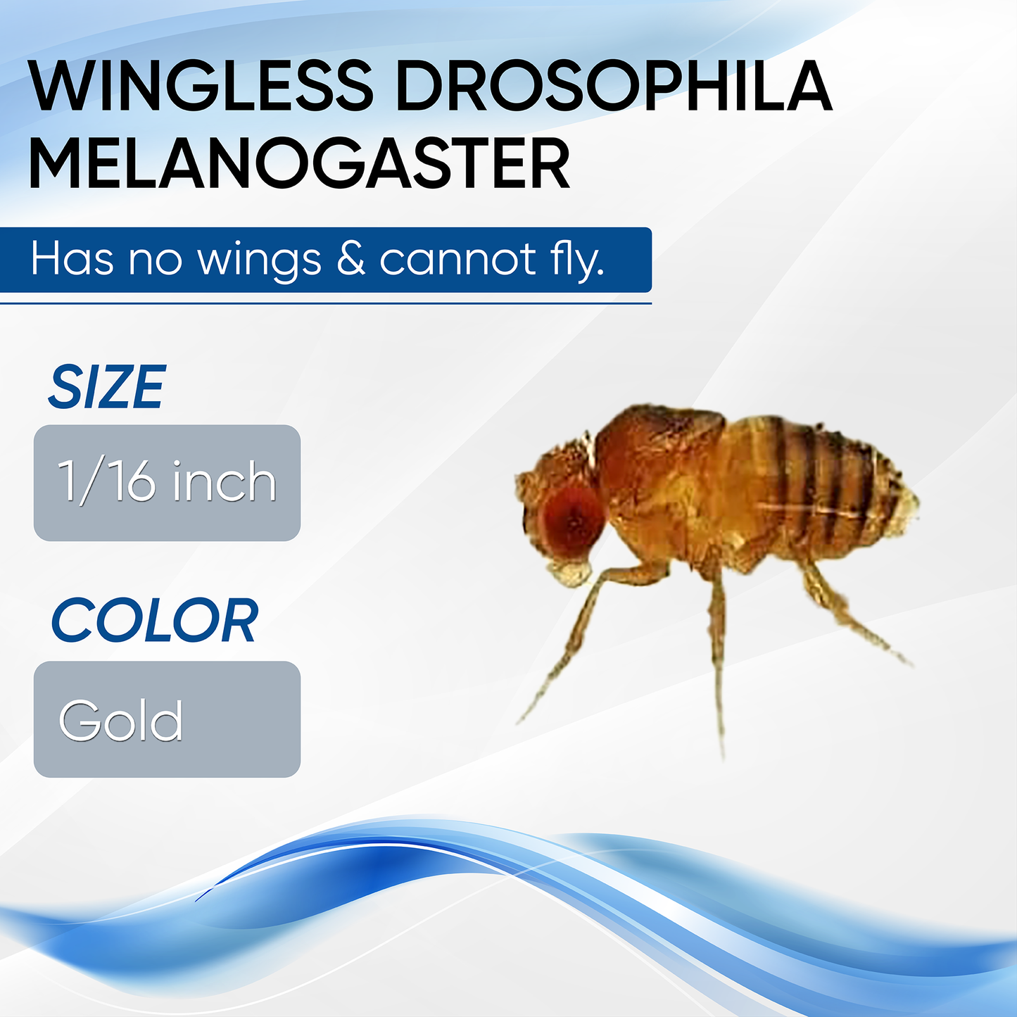 Moscas de la fruta Drosophila Melanogaster sin alas de MiceDirect