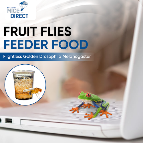 Flightless Golden Drosophila Melanogaster Fruit Flies Reptile Food 1/16-inch