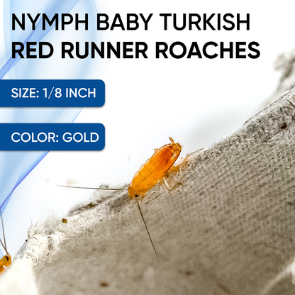 Extra Small Nymph Red Runner Roaches