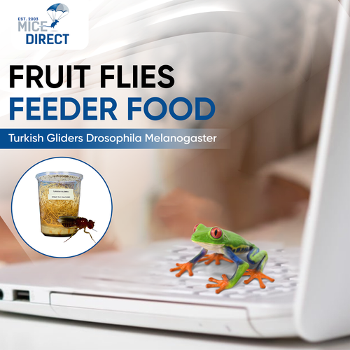 Turkish Glider Drosophila Melanogaster Fruit Flies Reptile Food 1/16 inch