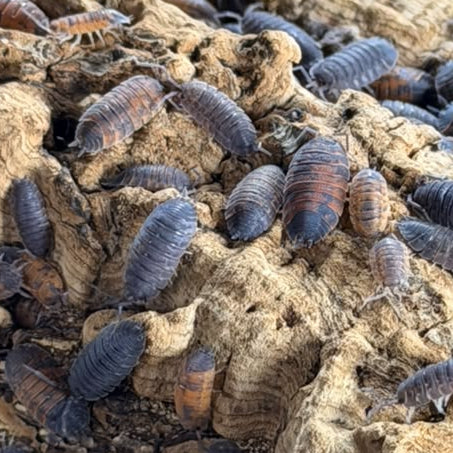 Porcellio scaber 'Lava'