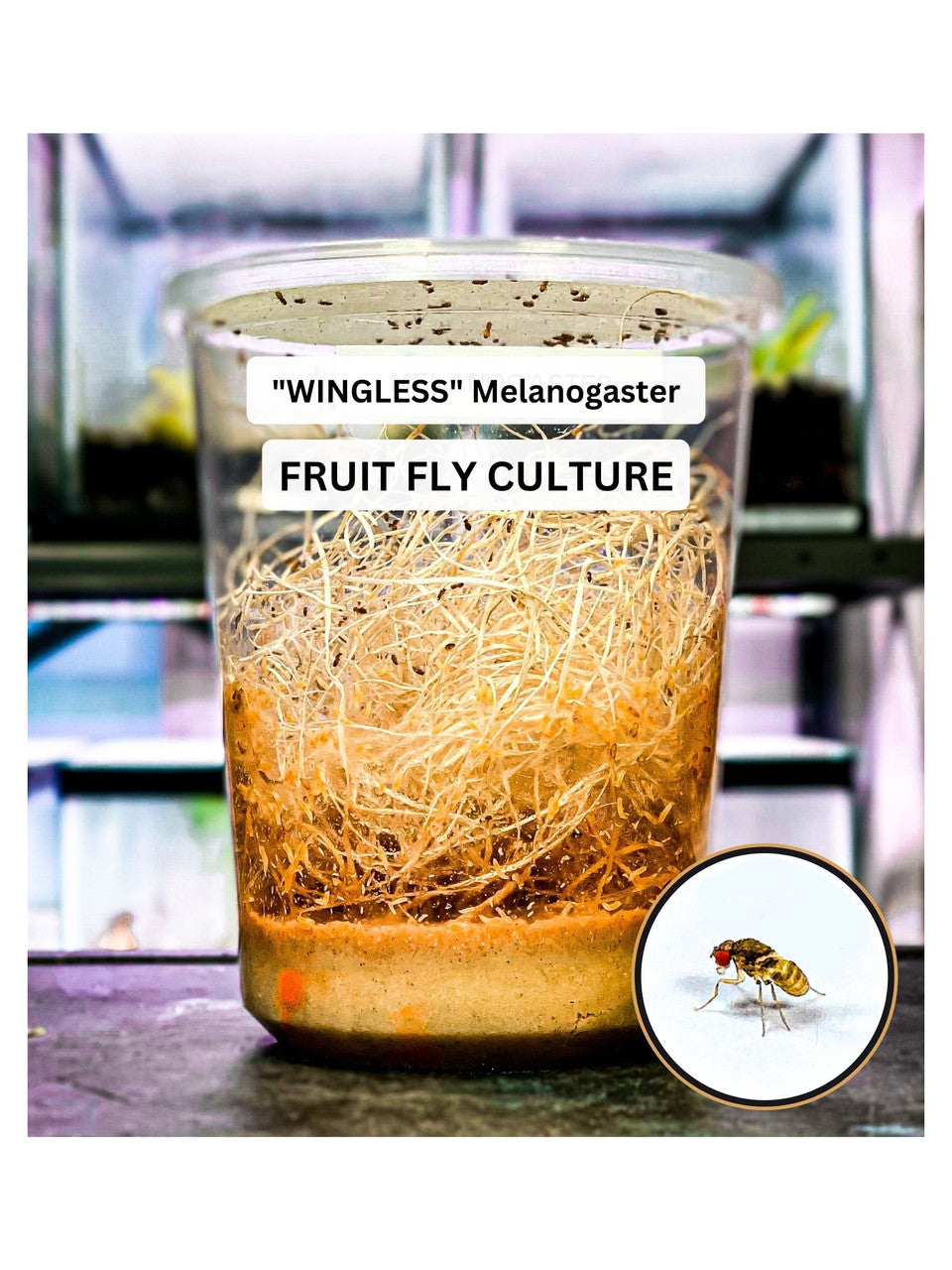 MiceDirect's Wingless Drosophila Melanogaster Fruit Flies
