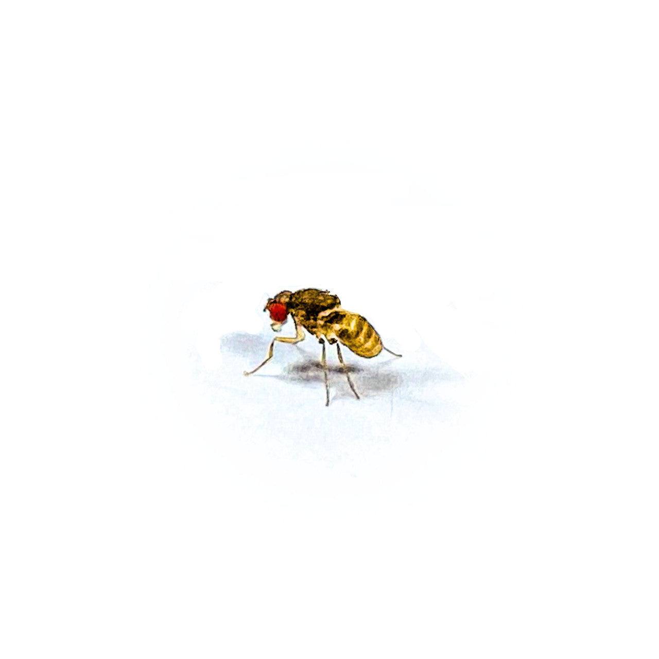 MiceDirect's Wingless Drosophila Melanogaster Fruit Flies