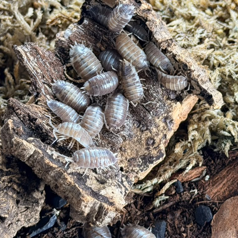 Porcellio aff. laevis 'Milkback'