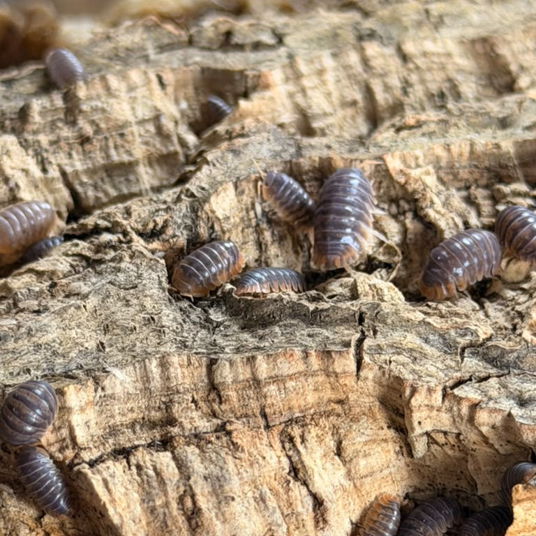 Cubaris sp. ‘Miyako’
