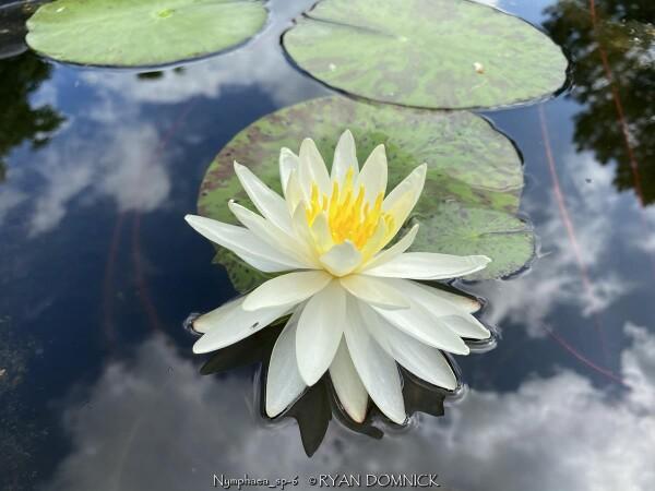 Nymphaea 'Moondance' White Hardy Water Lily Rhizome | Winter-Hardy Live Pond Plant | MiceDirect