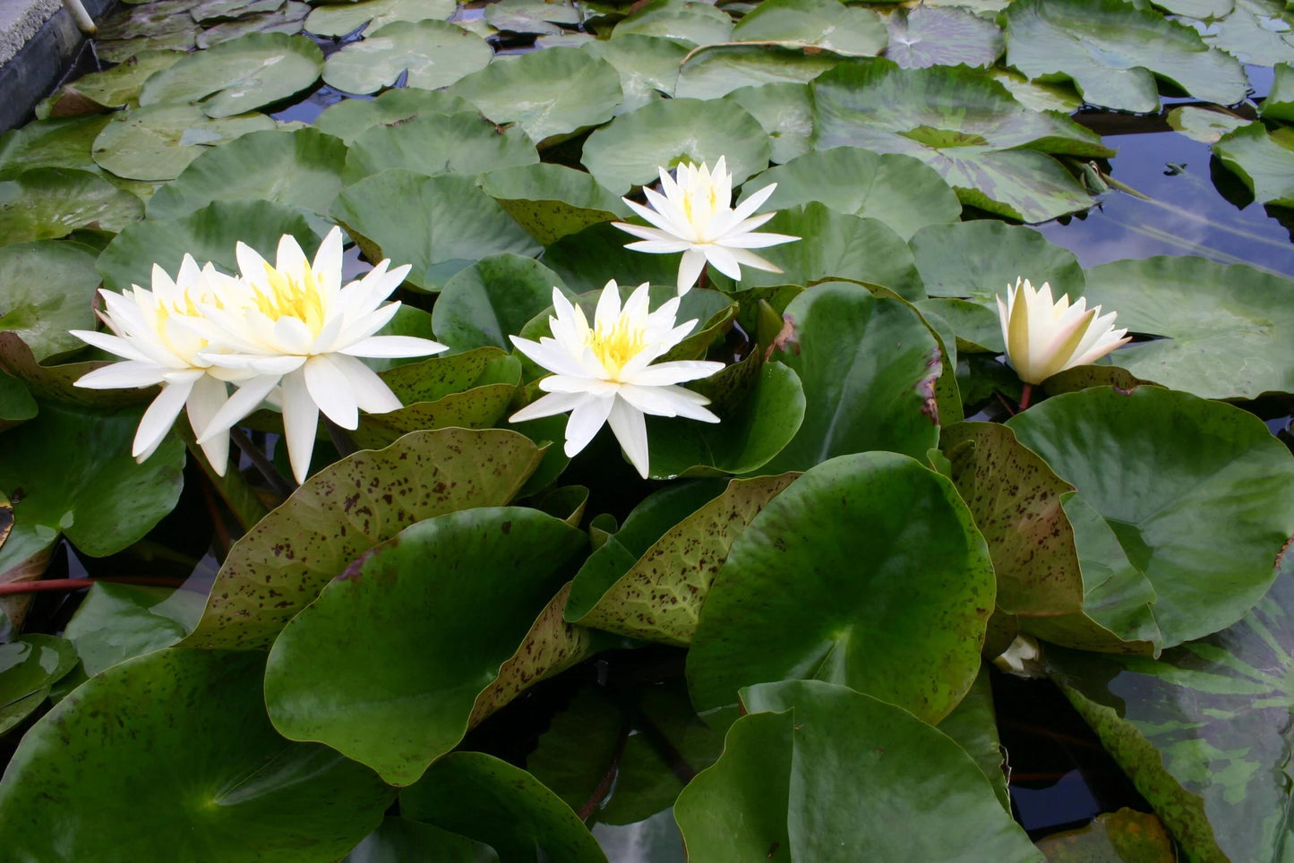 Nymphaea 'Moondance' White Hardy Water Lily Rhizome | Winter-Hardy Live Pond Plant | MiceDirect
