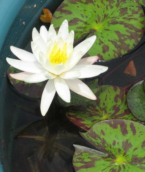 Nymphaea 'Moondance' White Hardy Water Lily Rhizome | Winter-Hardy Live Pond Plant | MiceDirect