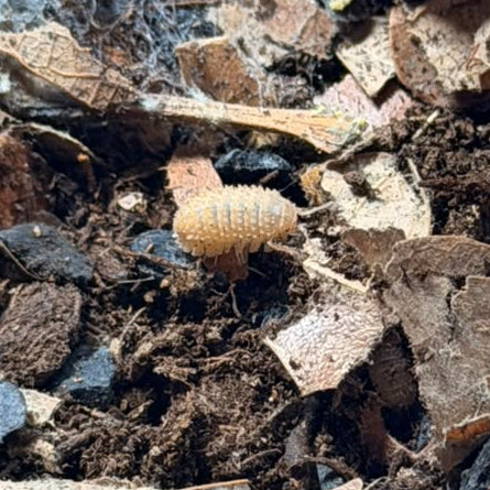 Cristarmadillidium muricatum 'Spiky Pineapple'