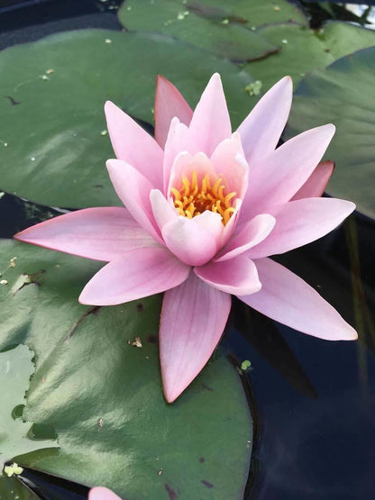睡莲“几乎是黑色的”睡莲 - 斯洛库姆耐寒发芽块茎根茎