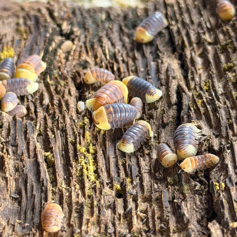 Cubaris sp. 'Rubber Ducky'