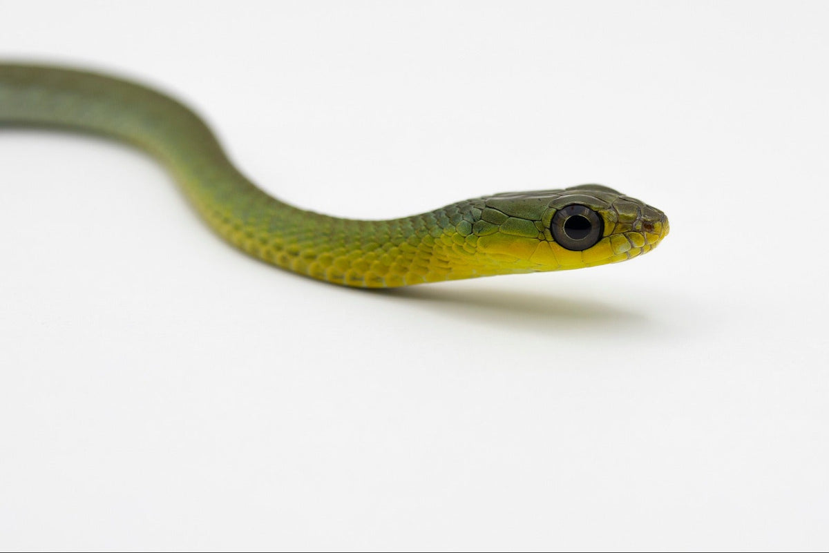 Premium Frozen Feeder Mice | Frozen Snake & Reptile Food | MiceDirect