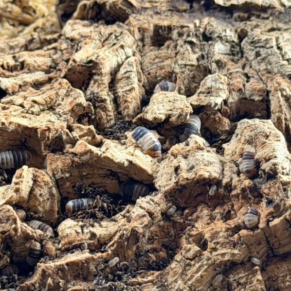 Porcellio sp. 'Valencia'